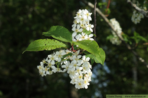 Sötkörsbär, Prunus avium